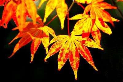 Close-up of orange maple leaves