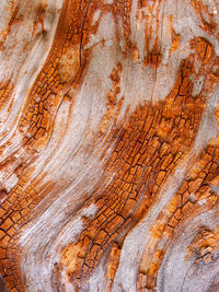 Full frame shot of tree trunk