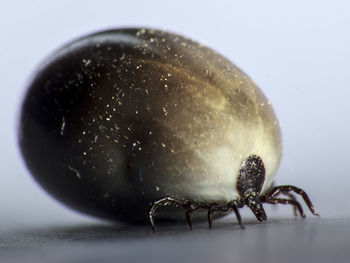 Close-up of tick on table