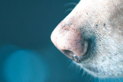 Close-up of a man