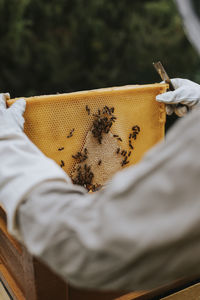 Beekeeper holding hive frame