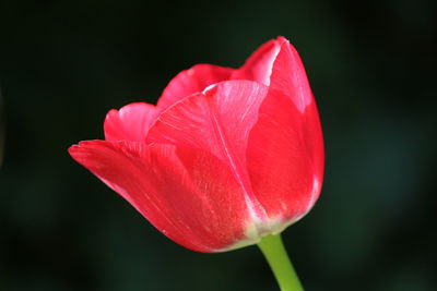 Close-up of pink tulip flower