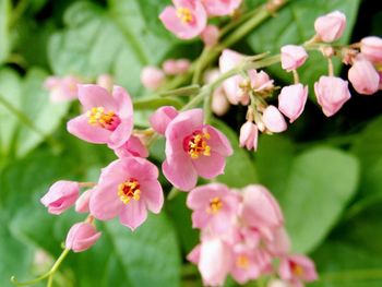 Close-up of pink flowers