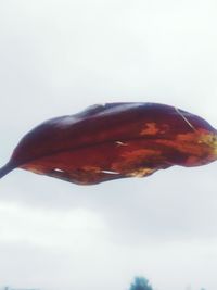 Close-up of butterfly on red background