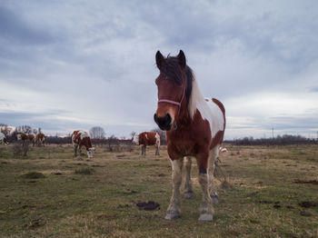 Horses standing in field