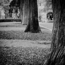 Close-up of tree trunk