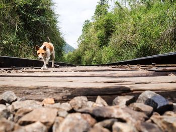 View of dog on railroad track