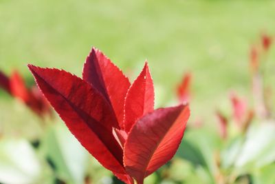 Close-up of red maple leaves