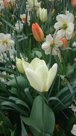 Close-up of white flowers