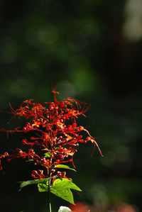 Close-up of red flowers at night
