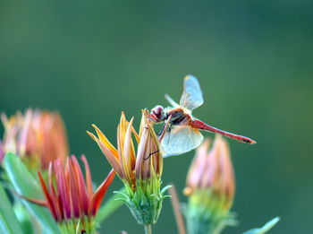 Close-up of  beautiful dragonfly on flower in the wild