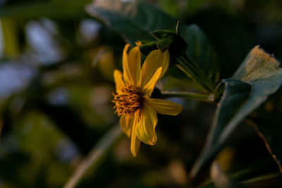 flowering plant