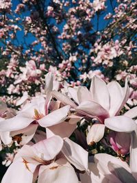 Close-up of pink cherry blossoms in spring
