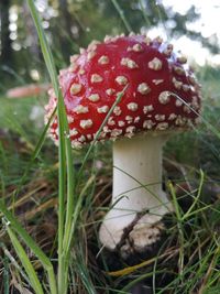 Close-up of mushroom on field