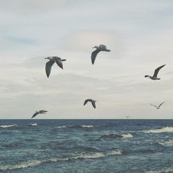 Seagull flying over sea