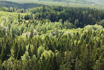 Pine trees in forest