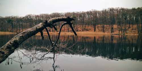 Reflection of trees in water