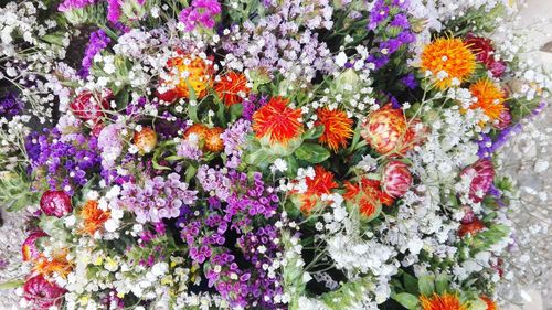 Close-up of multi colored flowers blooming outdoors