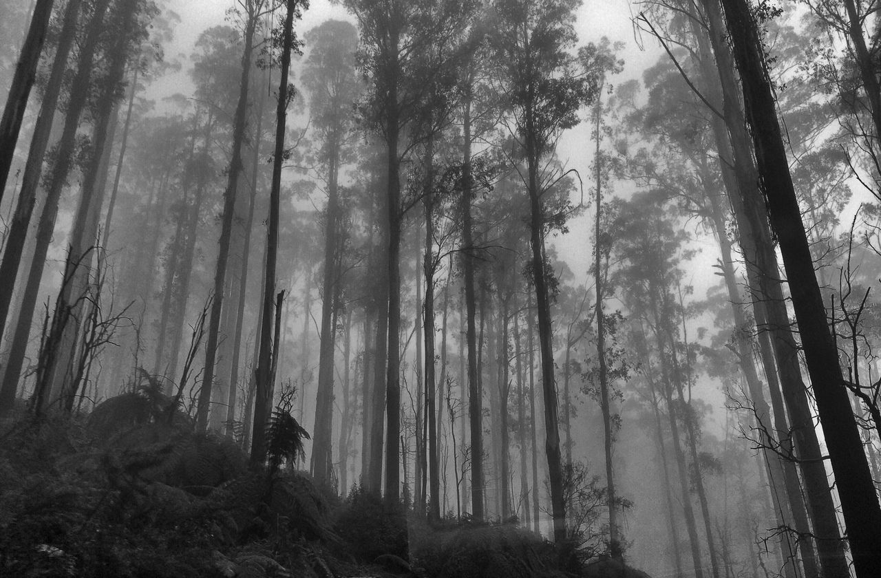 tree, tree trunk, forest, woodland, growth, tranquility, nature, tranquil scene, beauty in nature, low angle view, tall - high, scenics, branch, non-urban scene, outdoors, day, idyllic, sky, fog, no people