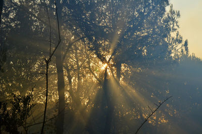 Low angle view of sunlight streaming through trees against sky