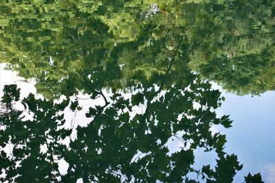 Reflection of trees in lake