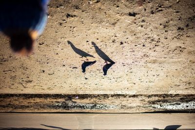 View of birds on beach