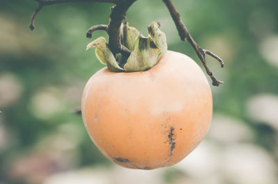 Close-up of persimmon hanging on branch