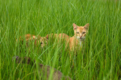 Portrait of a cat on field