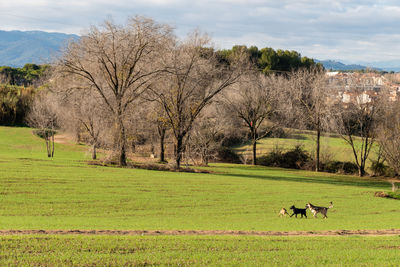 View of a horse on field