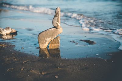 Close-up of bird on beach