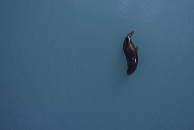 High angle view of sea lion swimming in sea