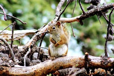 Close-up of squirrel