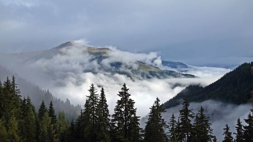 Panoramic view of pine trees in forest against sky