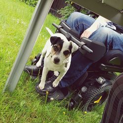 Dog relaxing on grassy field