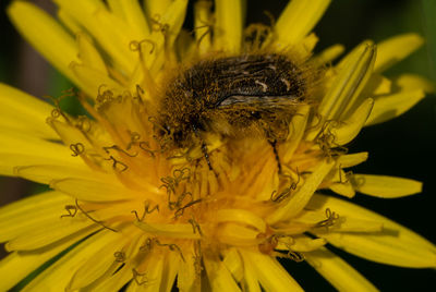 Close-up of bee pollinating on yellow flower