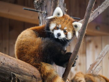 Red panda relaxing on tree in zoo