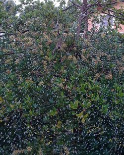 Close-up of tree branches