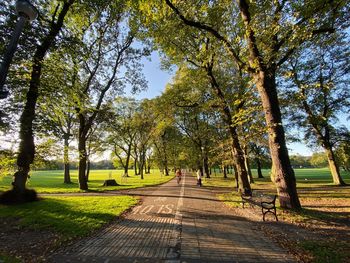 Footpath amidst trees in park