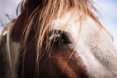 Close-up portrait of horse