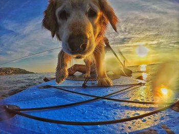 Dog standing at beach against sky