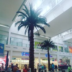 Palm trees against the sky