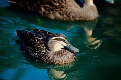 Close-up of duck swimming in lake
