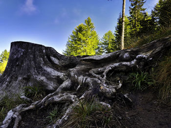 Trees in forest against sky