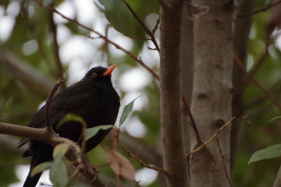 Low angle view of bird perching on branch