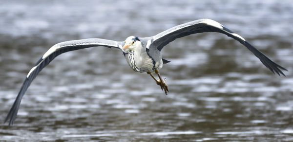 Close-up of bird flying