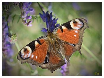 Close-up of butterfly perching on leaf