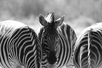 Close-up of two zebras