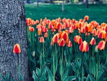 Close-up of red tulip flowers on tree trunk