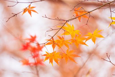 Close-up of autumnal leaves against blurred background