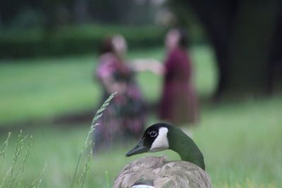 Close-up of canada goose on grassy field at park